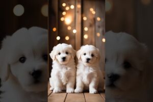 Cute puppies. #cute #puppy #puppies #kukur #dog #doglover #cutepet #funnyvideo #viralshorts #animals