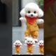 Cute puppies dance #shorts #youtubeshorts #shortvideo