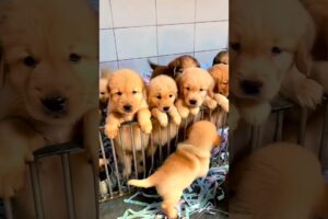 Cute puppies #dog #puppies #puppy #doglover #cutedog #dogs #cuteanimals #youtubeshorts #shorts