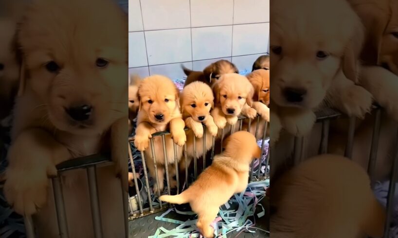 Cute puppies #dog #puppies #puppy #doglover #cutedog #dogs #cuteanimals #youtubeshorts #shorts