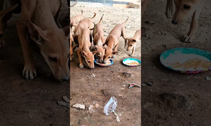 Cute puppies 🐶🥰#humanity #dogcare #streetdog #shorts #trending #ytshorts