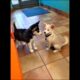 Cute puppies playing adorable moments #dog #puppy #dogs #doglover #cutedog #youtubeshorts #shorts