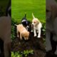 Cute puppies playing and digging mud #dog #puppy #doglover #dogs #dogvideos #youtubeshorts #shorts