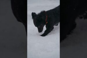 Cute puppies playing in snowland shorts #cute #animals #puppy