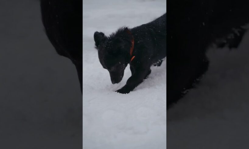 Cute puppies playing in snowland shorts #cute #animals #puppy