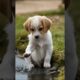 Cute puppies playing water#puppielove #cuteanimal #beautiful #youtubeshorts