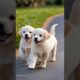 Cute puppies running and playing cute dogs #dog #puppy #puppies #dogs #doglover #dogshorts #cutedog