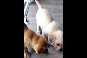 Cute puppies sniffing the floor #dog #puppy #puppies #dogs #doglover #cutedog #youtubeshorts #shorts