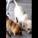 Cute puppies sniffing the floor #dog #puppy #puppies #dogs #doglover #cutedog #youtubeshorts #shorts