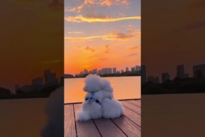 Cute puppies #sunset #puppies #dogs #cute #cuteanimals