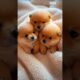 Cute puppies, together with AI #shorts #trending #AI #AIArt  #trendingshorts #animatedshort #puppies