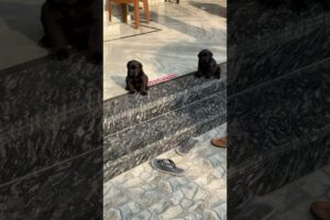 Cute puppies waiting for food❤️.               #doglover #labradorlovers #animallover #petlover