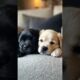 Cute puppies waking up #puppies #cute #shorts #shortvideo #shortsviral