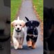 Cute puppies walking side by side #dog #doglover #puppy #puppies #dogs #youtubeshorts #shorts #pets