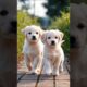 Cute puppies walking side by side #dog #puppy #dogs #doglover #cutecat #pets #youtubeshorts #shorts