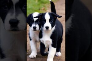 Cute puppies walking side by side #dogs #dog #cutedog #doglover #youtubeshorts #shorts #cuteanimals