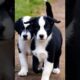 Cute puppies walking side by side #dogs #dog #cutedog #doglover #youtubeshorts #shorts #cuteanimals