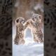 Cute snow leopard cubs are playing #shorts #snowleopard #babyanimals #aianimals