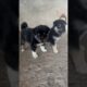 Cutest Puppies Playing Together | Adorable Dog Reels#shortvideo #funnyanimal #youtubeshorts #dog