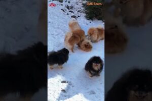 Cutest Puppies : Playing and Barking with Excitement