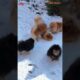 Cutest Puppies : Playing and Barking with Excitement