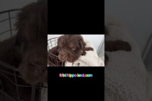 Cutest puppies in the planet! #minihippo #cutedogvideos #puppy #puppycare #cuteanimals #funnypuppy