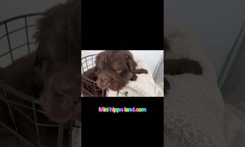 Cutest puppies in the planet! #minihippo #cutedogvideos #puppy #puppycare #cuteanimals #funnypuppy