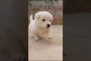 Cutest puppy 🐶 Funny dog video