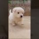 Cutest puppy 🐶 Funny dog video