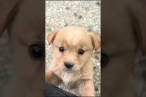 Cutest puppy barking🐶🐕😍♥️ beautiful brown puppy 🐶🐕♥️#happy #puppy #trending #shorts #viralvideo