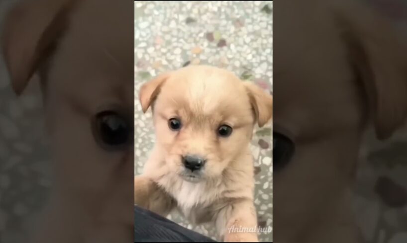 Cutest puppy barking🐶🐕😍♥️ beautiful brown puppy 🐶🐕♥️#happy #puppy #trending #shorts #viralvideo