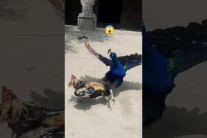 DANGEROUS 😱 PEACOCK VS ROOSTER  FIGHT #peacock #rooster #fight #shorts #animal #amazing #foryou