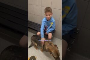 Dad Takes His Son To The Shelter Insisting They Can't Get A Dog | The Dodo