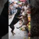 🐕⚡ Doberman vs Ocelot – Wild Street Fight in Rio #animals #animal #dog #dogs #cat #shorts #short