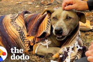 Dog Rescued From Rubble Gets Reunited With Owner | The Dodo