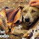 Dog Rescued From Rubble Gets Reunited With Owner | The Dodo