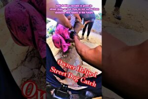 Dog Service 24 Hours #dogwithpublicsafety #ytshorts #shorts #rescue #humanity #dog #animals