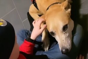 Dog called 'ugly' is so happy to finally have a home