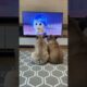 Dogs Heartbreaking Reactions To SADDEST Movie Scene 💔😭