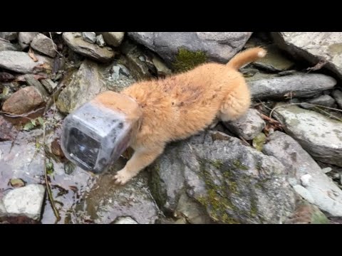 Dramatic rescue: Removing a ball stuck in a dog's head