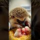 Emergency Rescue! Doctors Rush to Save a Pregnant Porcupine #animals #rescue