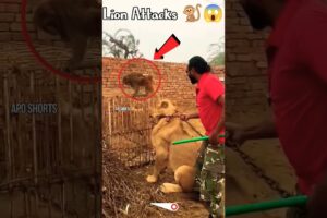 Ep 17 | Monkey Playing With Angry Lion 🦁😱😱 | #shorts #animals #aposhorts