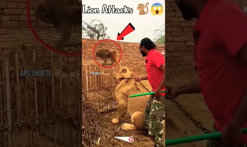 Ep 17 | Monkey Playing With Angry Lion 🦁😱😱 | #shorts #animals #aposhorts