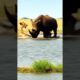 Epic Showdown: Lion vs Rhino Battle in the River Caught on Camera