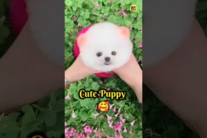 Free Cute Puppies Shorts video | Teacup dog shorts video #shorts #cute #dog #rajesh5g #trending #cr7