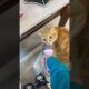 Funny cat 2025 #cat #funny #cute #pets #cats #reels #animals #shorts #shortvideo