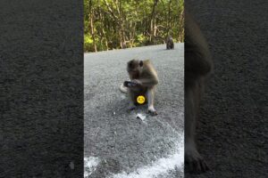 Funny monkey food fights 🐵 #48 @MonkeyLife_Island #monkey #funny #animal #shorts