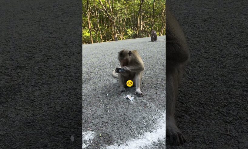 Funny monkey food fights 🐵 #48 @MonkeyLife_Island #monkey #funny #animal #shorts