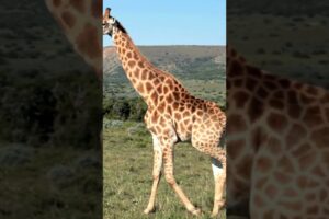 GIraffe sound | GIraffe sound video | GIraffe video #animalsname #animalsouds #animals