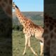 GIraffe sound | GIraffe sound video | GIraffe video #animalsname #animalsouds #animals